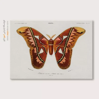 تابلو پروانه - اسپو دکور