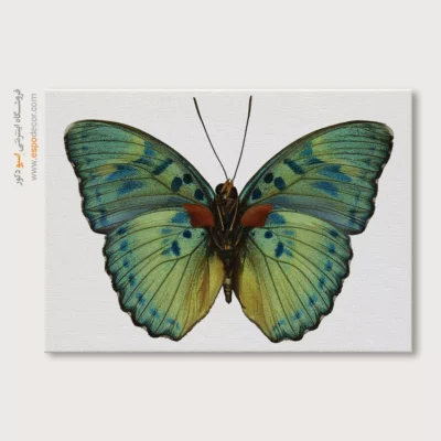 تابلو پروانه - اسپو دکور