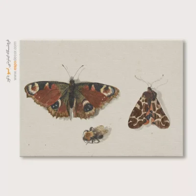 تابلو پروانه - اسپو دکور