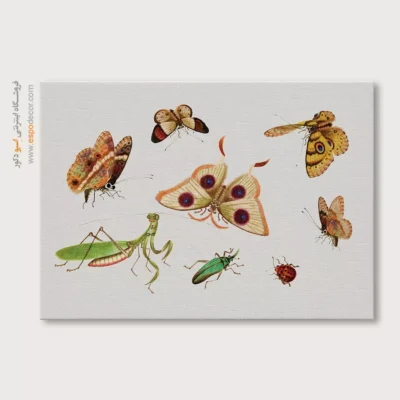 تابلو پروانه - اسپو دکور