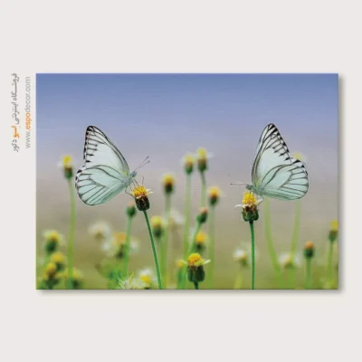 تابلو پروانه - اسپو دکور