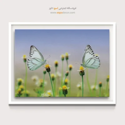 تابلو پروانه - اسپو دکور