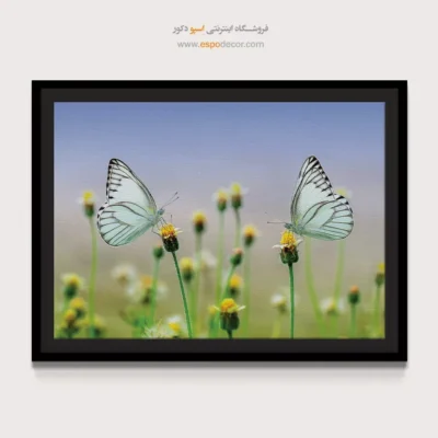 تابلو پروانه - اسپو دکور