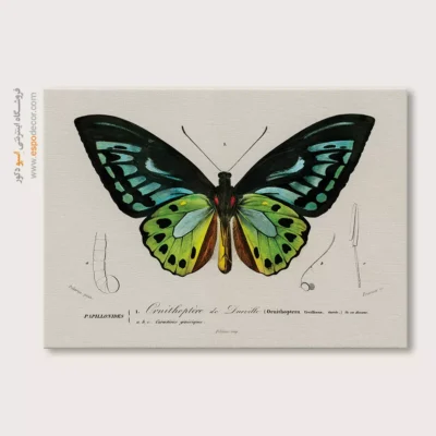 تابلو پروانه - اسپو دکور