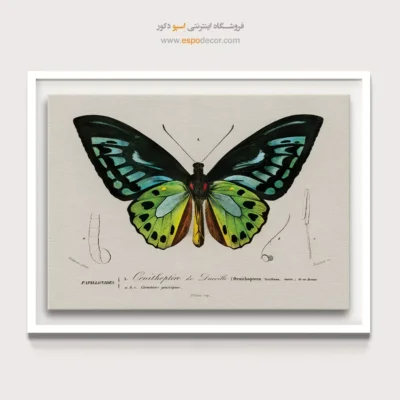 تابلو پروانه - اسپو دکور