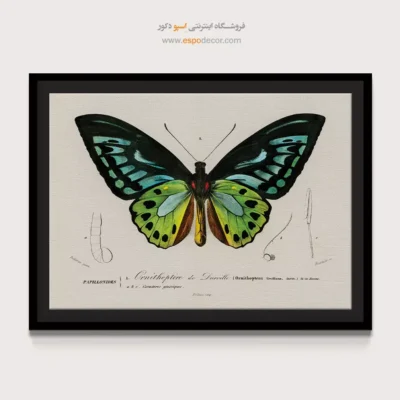 تابلو پروانه - اسپو دکور