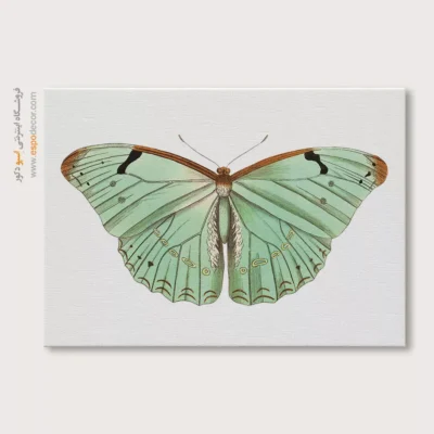 تابلو پروانه - اسپو دکور
