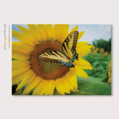تابلو پروانه - اسپو دکور