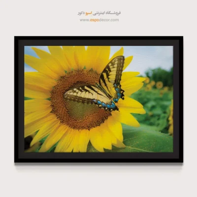 تابلو پروانه - اسپو دکور