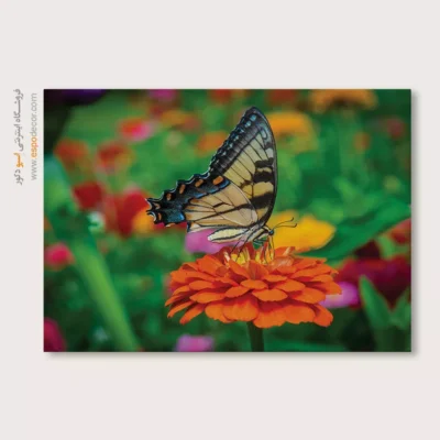 تابلو پروانه - اسپو دکور