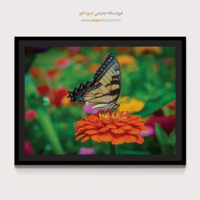 تابلو پروانه - اسپو دکور