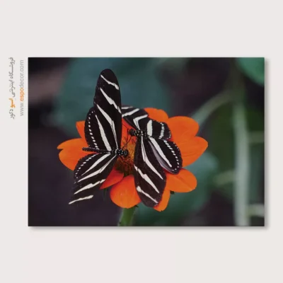 تابلو پروانه - اسپو دکور