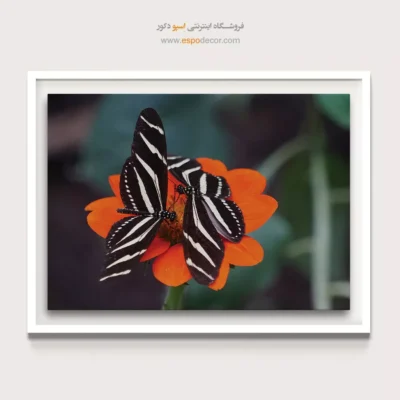 تابلو پروانه - اسپو دکور