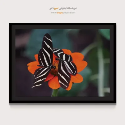تابلو پروانه - اسپو دکور