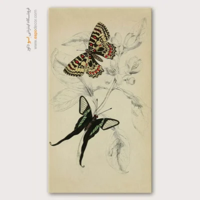 تابلو پروانه - اسپو دکور