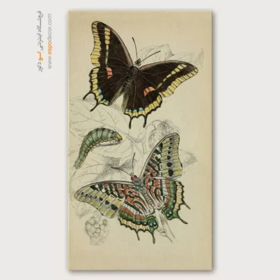 تابلو پروانه - اسپو دکور
