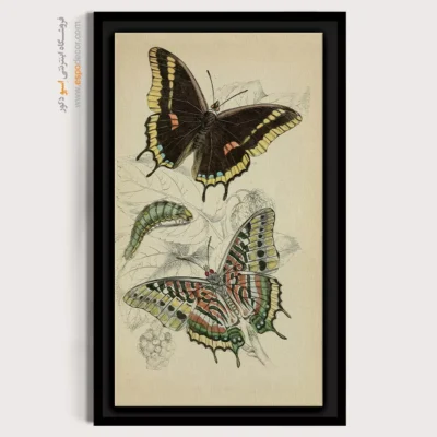 تابلو پروانه - اسپو دکور