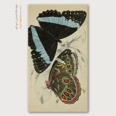 تابلو پروانه - اسپو دکور