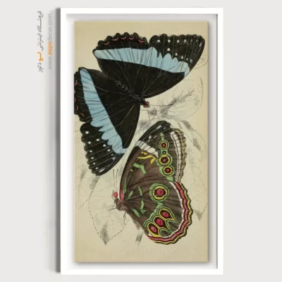 تابلو پروانه - اسپو دکور