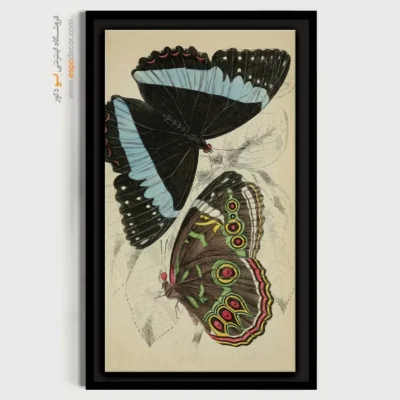 تابلو پروانه - اسپو دکور