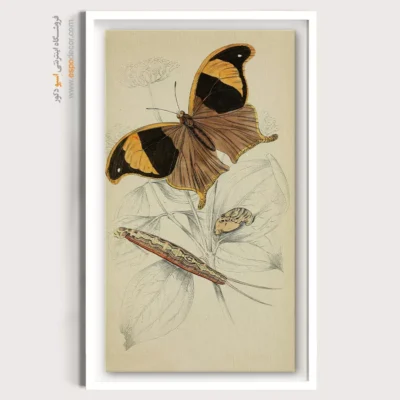 تابلو پروانه - اسپو دکور