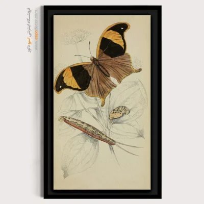 تابلو پروانه - اسپو دکور