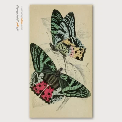 تابلو پروانه - اسپو دکور