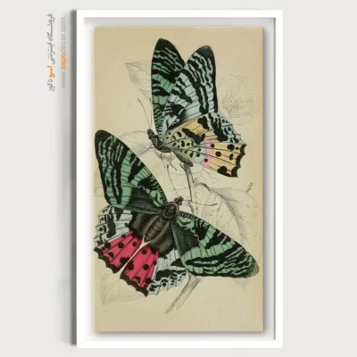 تابلو پروانه - اسپو دکور