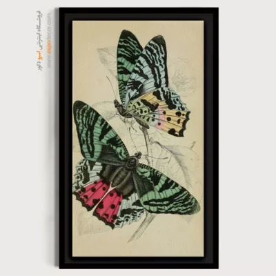 تابلو پروانه - اسپو دکور