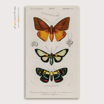 تابلو پروانه - اسپو دکور