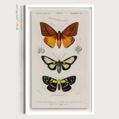 تابلو پروانه - اسپو دکور