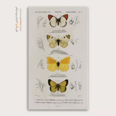 تابلو پروانه - اسپو دکور