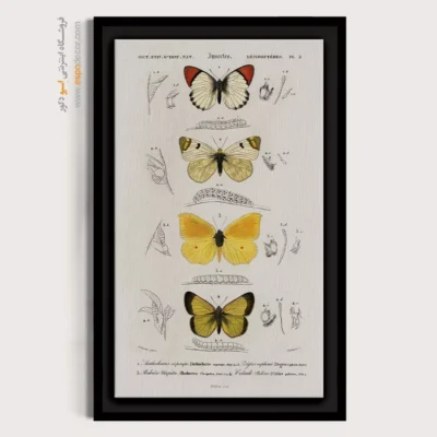 تابلو پروانه - اسپو دکور