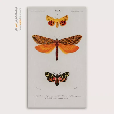 تابلو پروانه - اسپو دکور