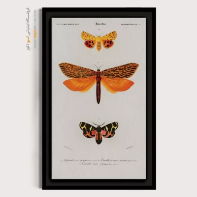 تابلو پروانه - اسپو دکور