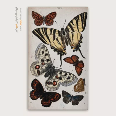 تابلو پروانه - اسپو دکور