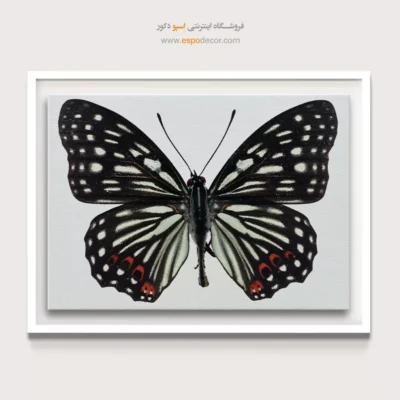 تابلو پروانه - اسپو دکور