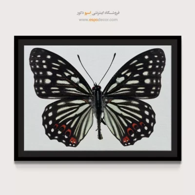 تابلو پروانه - اسپو دکور