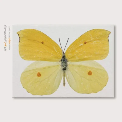 تابلو پروانه - اسپو دکور