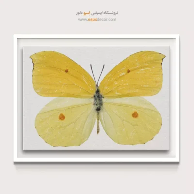 تابلو پروانه - اسپو دکور