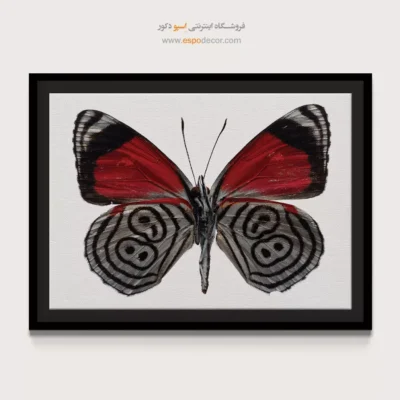تابلو پروانه - اسپو دکور