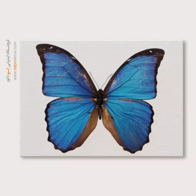 تابلو پروانه - اسپو دکور