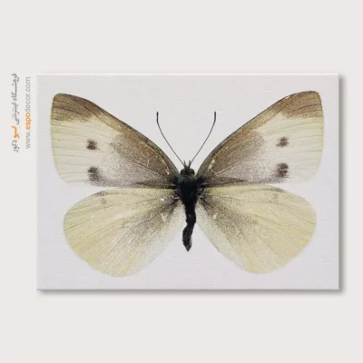 تابلو پروانه - اسپو دکور