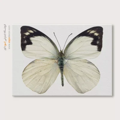 تابلو پروانه - اسپو دکور