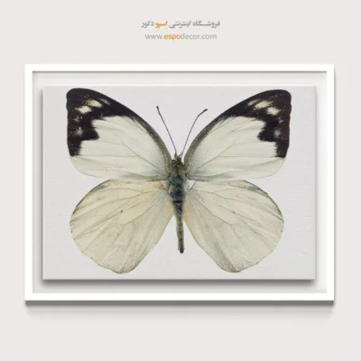 تابلو پروانه - اسپو دکور