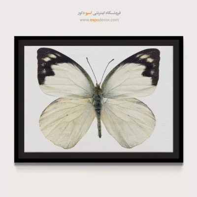 تابلو پروانه - اسپو دکور