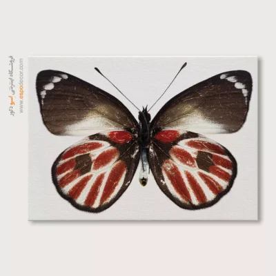 تابلو پروانه - اسپو دکور