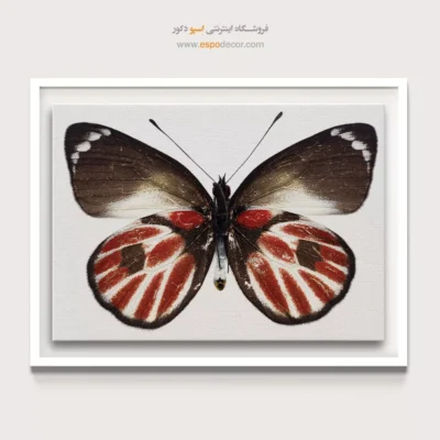 تابلو پروانه - اسپو دکور