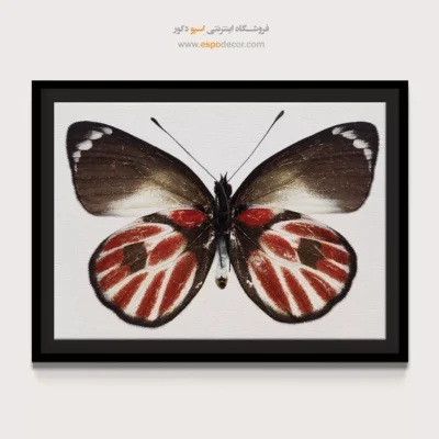 تابلو پروانه - اسپو دکور