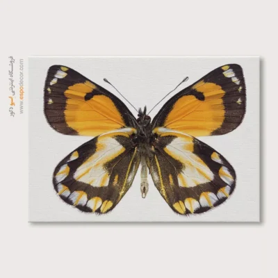 تابلو پروانه - اسپو دکور